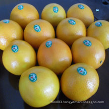 Regular Supplier for Chinese Fresh Navel Orange